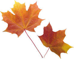 nature & Autumn leaves free transparent png image.