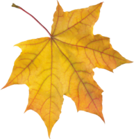 nature & Autumn leaves free transparent png image.