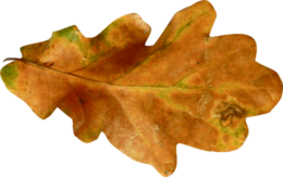 nature & Autumn leaves free transparent png image.