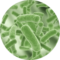 miscellaneous & Bacteria free transparent png image.