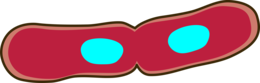 miscellaneous & Bacteria free transparent png image.