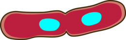 miscellaneous & bacteria free transparent png image.