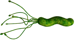 miscellaneous & bacteria free transparent png image.