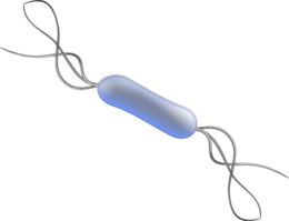 miscellaneous & Bacteria free transparent png image.