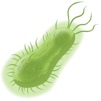 miscellaneous & Bacteria free transparent png image.