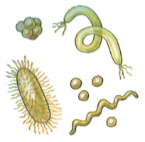 miscellaneous & bacteria free transparent png image.