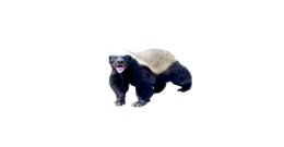 animals & Badger free transparent png image.