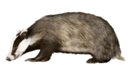 animals & Badger free transparent png image.