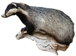 animals & badger free transparent png image.