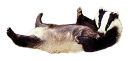 animals & Badger free transparent png image.