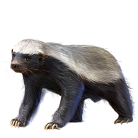 animals & badger free transparent png image.