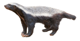 animals & Badger free transparent png image.