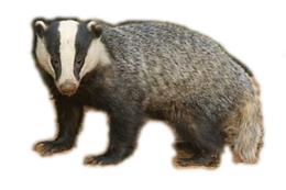 animals & badger free transparent png image.