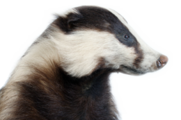 animals & badger free transparent png image.