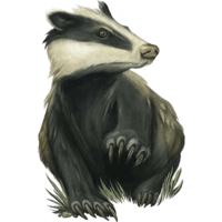 animals & badger free transparent png image.