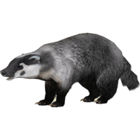 animals & Badger free transparent png image.