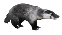 animals & badger free transparent png image.