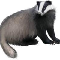 animals & Badger free transparent png image.