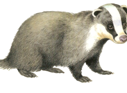 animals & badger free transparent png image.