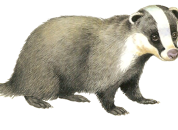 animals & Badger free transparent png image.