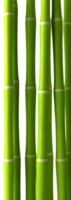 nature & Bamboo free transparent png image.