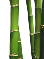 nature & Bamboo free transparent png image.