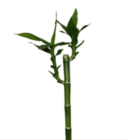 nature & Bamboo free transparent png image.