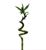 nature & bamboo free transparent png image.