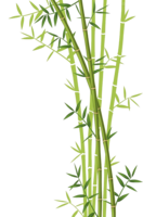 nature & bamboo free transparent png image.