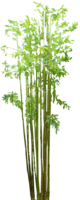 nature & Bamboo free transparent png image.