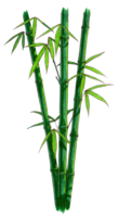 nature & Bamboo free transparent png image.