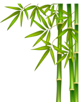 nature & Bamboo free transparent png image.