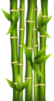 nature & Bamboo free transparent png image.
