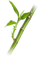 nature & bamboo free transparent png image.