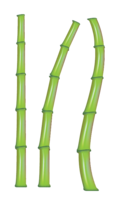 nature & Bamboo free transparent png image.