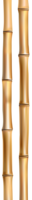 nature & Bamboo free transparent png image.