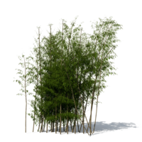 nature & Bamboo free transparent png image.