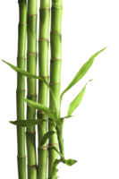 nature & Bamboo free transparent png image.