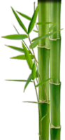 nature & bamboo free transparent png image.