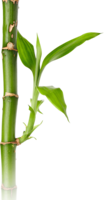 nature & Bamboo free transparent png image.