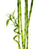 nature & Bamboo free transparent png image.