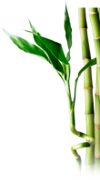 nature & bamboo free transparent png image.