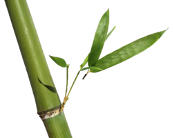 nature & bamboo free transparent png image.