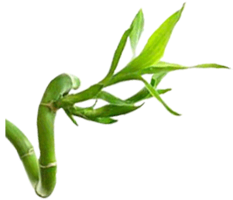 nature & Bamboo free transparent png image.