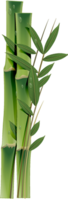 nature & Bamboo free transparent png image.