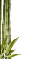 nature & bamboo free transparent png image.