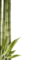 nature & Bamboo free transparent png image.