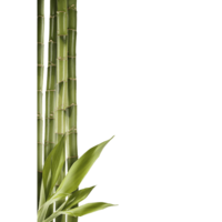 nature & Bamboo free transparent png image.