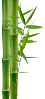 nature & Bamboo free transparent png image.