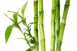 nature & bamboo free transparent png image.